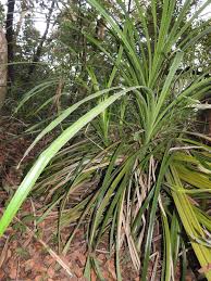 Image result for Pandanus candelabrum