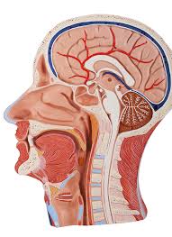 Oral Surgery Melbourne Fl Bird And Johnson Oral Surgery