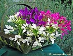 Image result for Cleome bororensis