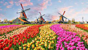 Use them in commercial designs under lifetime, perpetual & worldwide rights. In Olanda Apre Il Giardino Di Tulipani Piu Bello Del Mondo Siviaggia