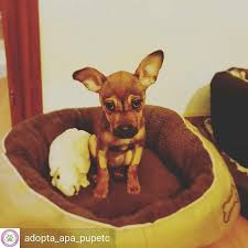 Pin On Adoptanocompres