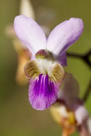 Image result for Eulophia livingstoneana