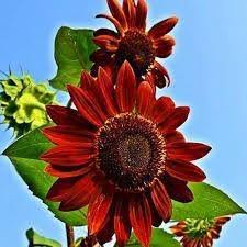 Bunga matahari juga dikenal sebagai bunga yang identik dengan rasa bahagia, sehingga bisa menjadi hadiah yang sempurna untuk menyampaikan harapan atas hadirnya hari yang membawa. Bunga Matahari Sun Flower Nurseries Gardening Store Jawa Jawa Barat Indonesia 19 Photos Facebook