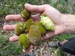 Image result for Magnistipula butayei