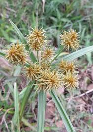 Image result for Cyperus costatus