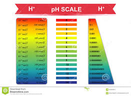 Ph Scale Chart Vector Illustration Stock Vector