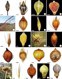 Image result for Fimbristylis complanata