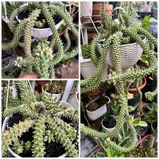 Image result for Monadenium laeve