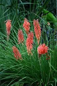 Image result for Kniphofia dubia