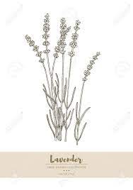 We did not find results for: Vector Hand Drawn Lavender Plant Illustration Royalty Free Cliparts Vectors And Stock Illustration Image 98404906