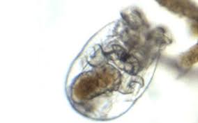 Marine Rotifers L Strain Aquatic Live Food