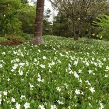 Vinca Minor Alba Syn Gertrude Jekyll 6 Pack Vinca Minor Ground Cover Plants Garden Center