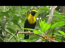 Looking For Birds Don T Shoot Www Stockshot Nl 169 Is Your Birding Pal And Supplies You With Shots Of Birds In Various Landscapes From Tropical W Passaros