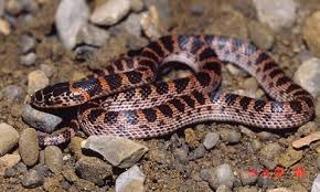 紅斑蛇- 求真百科