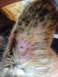It's not uncommon for cat owners, alarmed to find a bald spot near a kitty's belly or armpit, to ask their veterinarian for advice about handling excessive grooming. My Cat Has A Bald Spot On Her Ear That Has Developed What Looks Like A Scabby Scar Petcoach