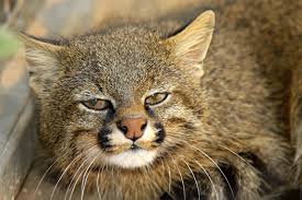 Colocolo is a species of wild cat that originates from south america. Colocolo Leopardus Colocolo Zoochat