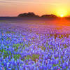 The website with the homepage about us provides content on the pages internal search recommend, pattersons flowers inc. Https Encrypted Tbn0 Gstatic Com Images Q Tbn And9gctjrbdn5kl5z2tx68xixyz7wz8pesaawilrh6gxaymwrlz Kajk Usqp Cau