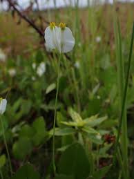 Image result for Burmannia