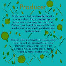 Producer Food Chain Definition Role Expii