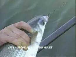 Peche Au Coup Du Mulet Existe En Dvd Et Vod Youtube