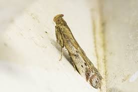 Image result for Delplanqueia inscriptella