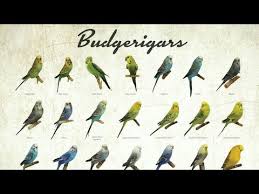 Videos Matching Budgie Parakeet Colors Varieties Mutations