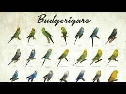 videos matching budgie parakeet colors varieties mutations