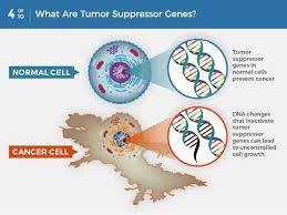 Bubonic plague is one of the deadliest bacterial infections that can cause death of millions of people. What Is Cancer National Cancer Institute