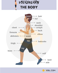 Human Body Parts Names With Pictures 7 E S L