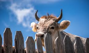 Jó nagy marha az új világrekorder, aki rajong az almáért