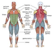 We did not find results for: Different Arm Muscle Groups Off 66