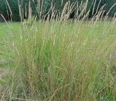 Image result for Eragrostis gummiflua