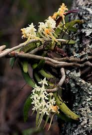 Image result for Cyrtorchis