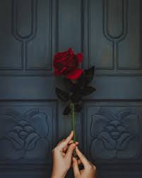 Check spelling or type a new query. 350 Red Rose Images Hq Download Free Pictures On Unsplash