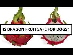 Yes, dogs can eat pink dragon fruit. Is Dragon Fruit Safe For Dogs Can German Shepherd Dog Eat Dragon Fruit Goviral Youtube
