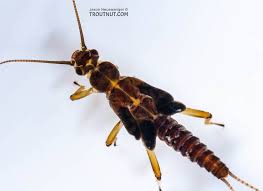 Image result for Nicolasia stenoptera