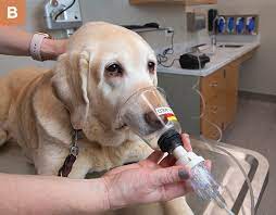 Cancer is not the only possible diagnosis in this situation either, but the risk of postponing a visit to the veterinarian to investigate this problem further. Evaluating And Managing Chronic Cough In Dogs Today S Veterinary Practice