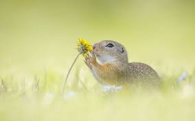 Check spelling or type a new query. Photographer Captures The Fun Side Of Ground Squirrels Bored Panda