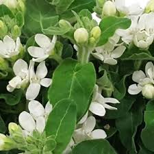 From wikipedia, the free encyclopedia. Tweedia White 18 57 Wholesale Wedding And Event Flowers Reno Wholesale Flowers Flower Market Wholesale Wedding And Event Flowers Reno Sparks Nevada