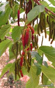 Image result for Morus