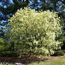 Image result for Chionanthus