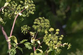 Image result for Angelica