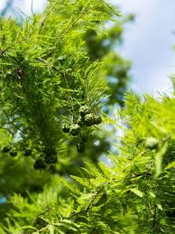 In the united states, it has become a valued landscape plant and one of the most sought after christmas trees. Fragrance Notes Cypress Scentertainer