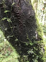 Image result for Asplenium mannii