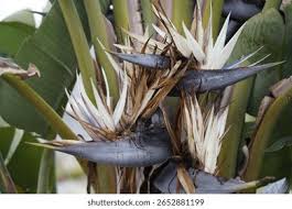 Image result for Strelitziaceae