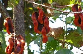 Image result for Mucuna poggei