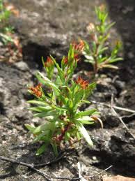 Image result for Polycarpaea corymbosa