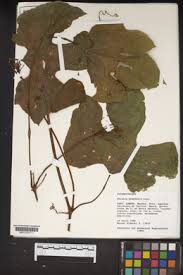 Image result for Eureiandra leucantha