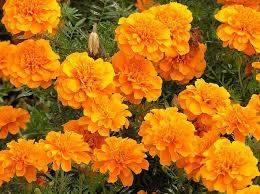 Pin On Calendula Flower