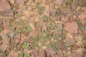 Image result for Euphorbia granulata